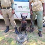 Cumbria Zoo, Dogs 4 Wildlife, Project Rhino, The IFPCP and Bonamanzi Game Reserve launch the ‘Bonamanzi Ranger and K9 Unit’ in a bid to tackle increased incidents of Rhino poaching