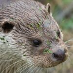 Otter biodiversity project is back on track