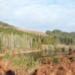 Consultation on plan to manage forest in Mawddach and Wnion