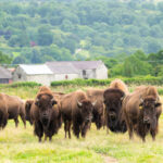 Organic farm estate now has largest herd of bison in UK following new year additions