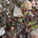 New population of globally threatened heavy metal loving moss discovered at former mines